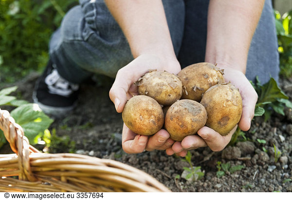 Potatoes in hands
