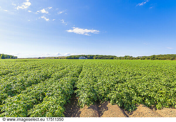 Potatoes (Solanum tuberosum) growing in vast summer field