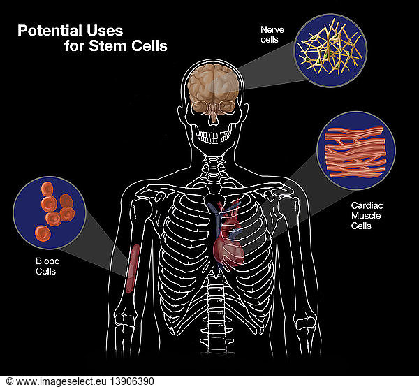 Potential Uses for Stem Cells