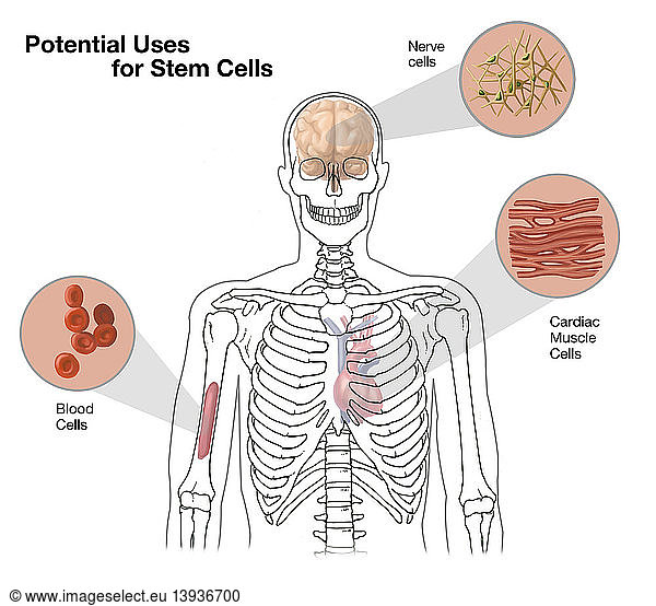 Potential Uses for Stem Cells