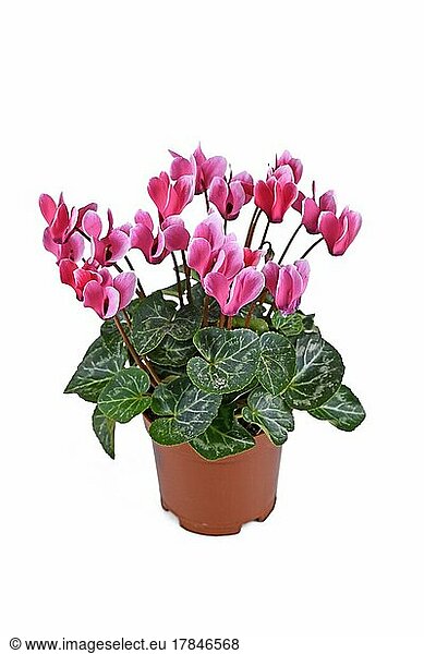 Potted pink 'Cyclamen Persicum' flowers on white background