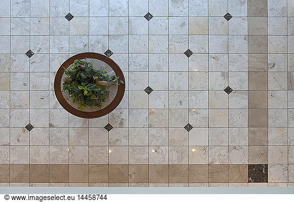 Potted Plant in Foyer Floor from Above