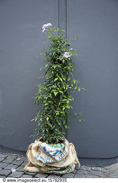 Potted plant in gunny bag on the street