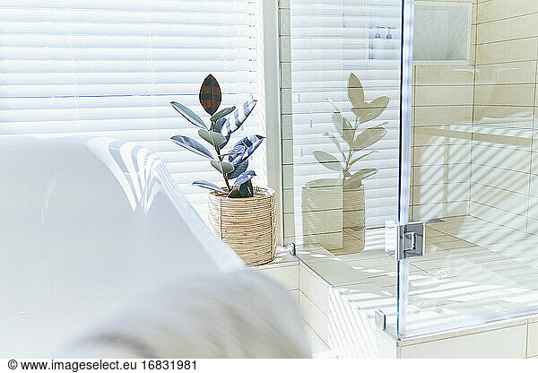 Potted plant in sunny white home showcase interior bathroom