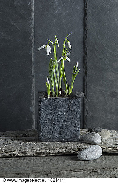 Potted plant of snowdrops  close up