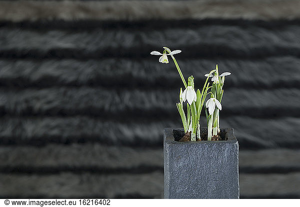 Potted plant of snowdrops  close up