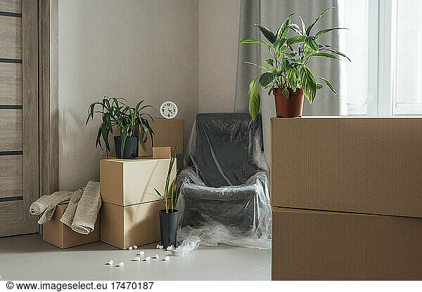 Potted plant with stack of cardboard boxes in new apartment