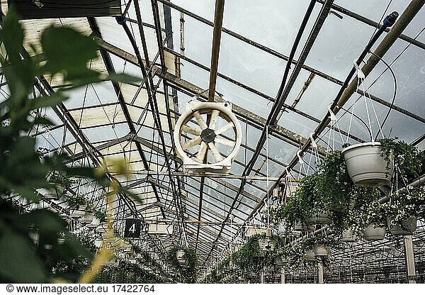 Potted plants hanging from greenhouse ceiling