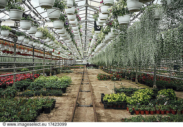 Potted plants hanging in greenhouse