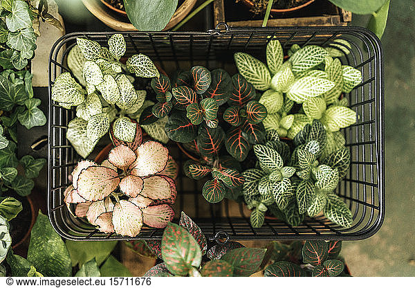 Potted plants in a shopping basket