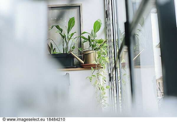 Potted plants on shelf by glass door