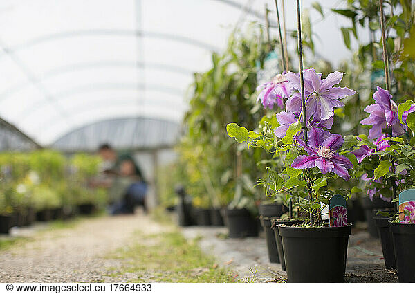 Potted purple clematis flowers in greenhouse