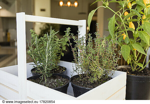 Potted rosemary and thyme plants in basket at home