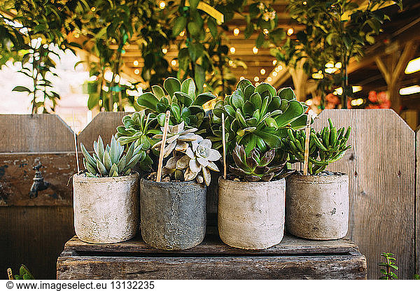 Potted succulent plants arranged on table against wall in backyard