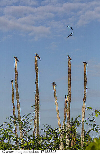 Prächtige Fregattvögel (Fregata magnificens)  auf Palmen sitzend  Isla Iguana Wildlife Refuge  Panama  Mittelamerika