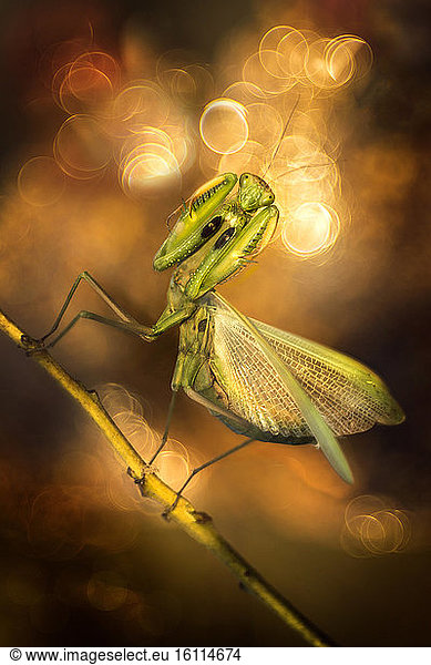 Praying mantis (Mantis religiosa) in a forest near the Po river in northern Italy
