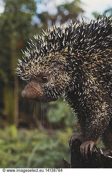 Prehensile-tailed Porcupine