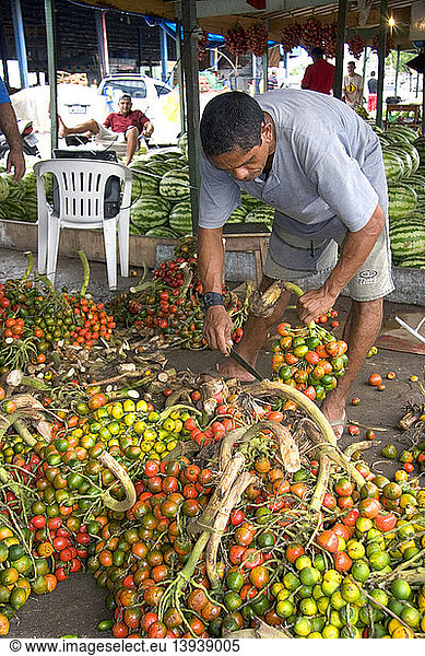 Preparing Palm Nuts  Manaus  Brazil