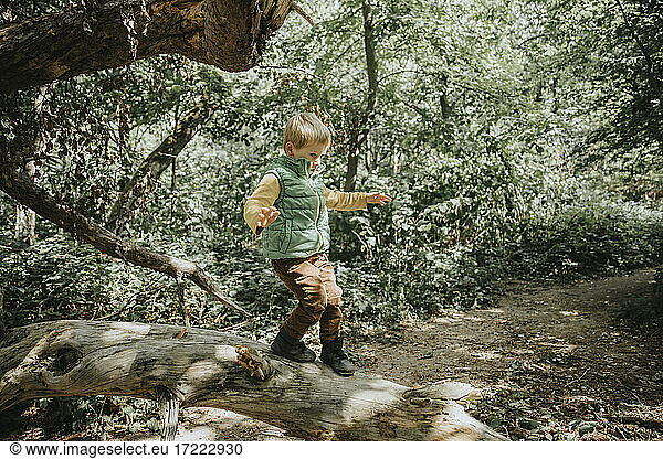 Preschooler boy balancing on fallen tree trunk in forest during vacations