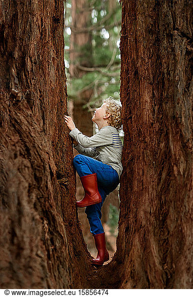 Preschooler climbing a redwood tree in New Zealand