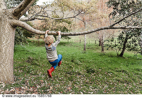 Preschooler swinging from a tree branch in New Zealand