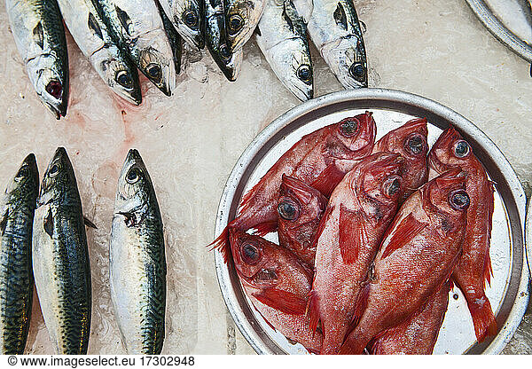 presenting fresh fish at produce market in Korea