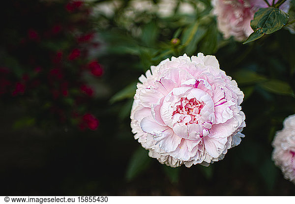 Pretty pink peony in bloom in the yard