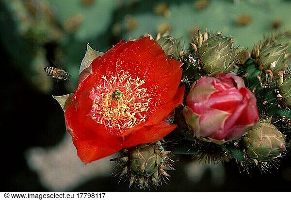 Prickly Pear  Arizona  USA (Opuntia lindheimeri aciulariss)