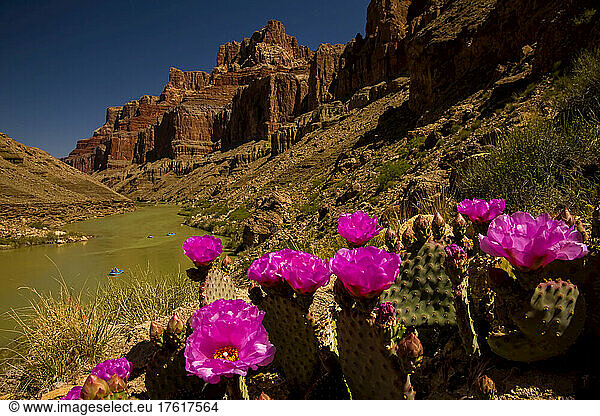 Prickly pear cacti and rafters on the Colorado River.