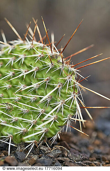 Prickly Pear Cactus  Close Up. Badlands  Drumheller  Alberta  Canada.