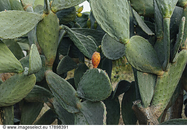 Prickly pear cactus growing at farm