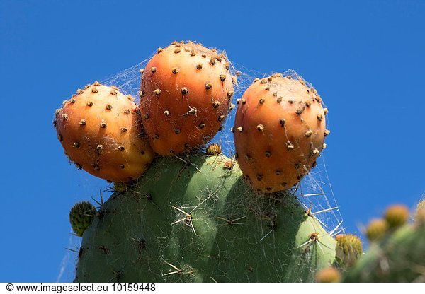 Prickly pear cactus  Mission San Juan Bautista  San Juan Bautista  California.