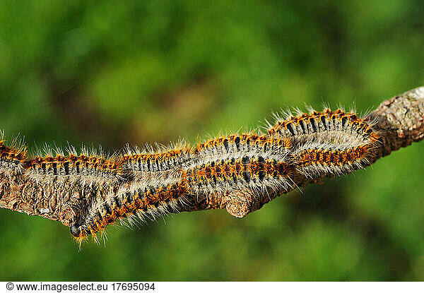 Processionaries pine caterpillars on a branch France