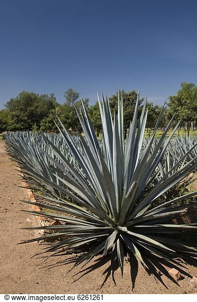 Produktion  Pflanze  Nordamerika  Mexiko  Jalisco  Tequila