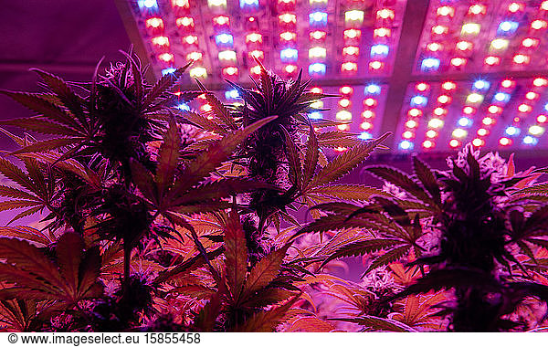 Professional light for growing. Best LED Grow Lights for Cannabi