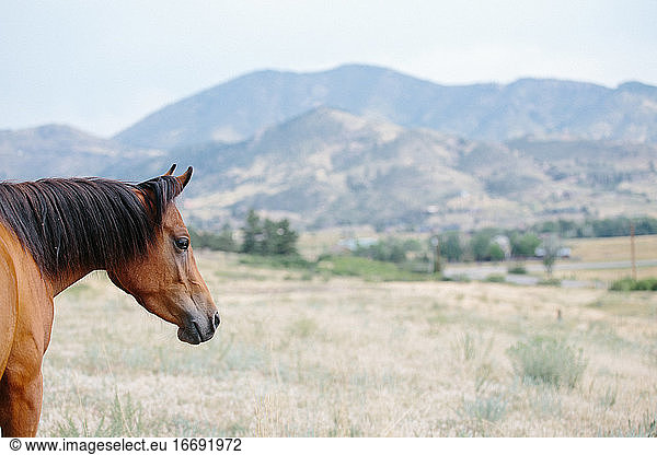 Profil eines arabischen Pferdes mit Bergen im Hintergrund