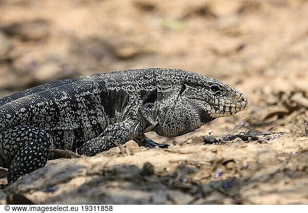 Profil eines schwarzweißen Tegu  Pantanal  Brasilien  Südamerika