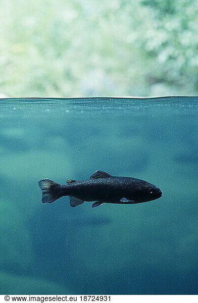 Profile of a lone rainbow trout swimming in a aquarium.