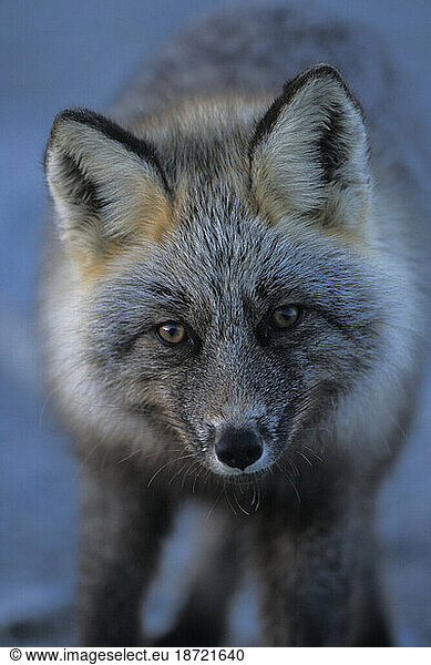 Profile of a Silver Phase Red Fox