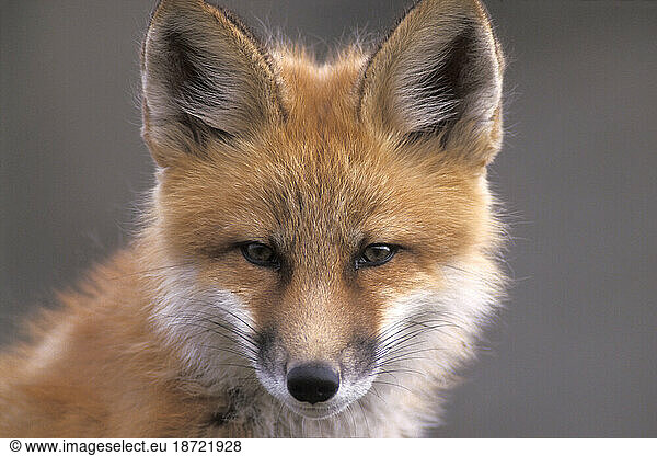Profile of a Young Red Fox  Arctic Coast of Alaska