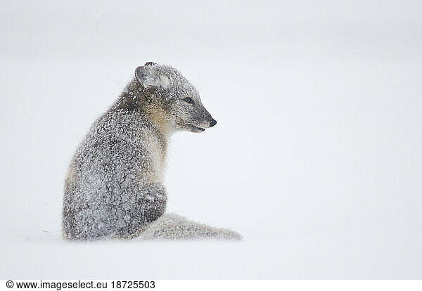 Profile of an Arctic Fox on Snowy Tundra  Arctic National Wildlife Refuge  Alaska