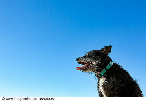 Profile Of Dog Outside Against The Blue Sky