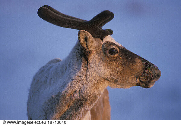 Profile of new antlers growing on a caribou in arctic Alaska