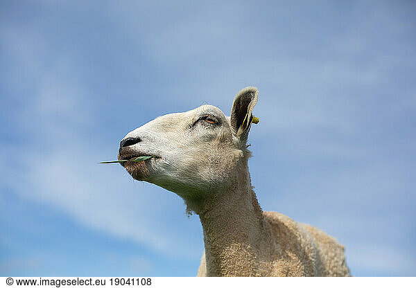 Profile of sheep eating grass against blue sky