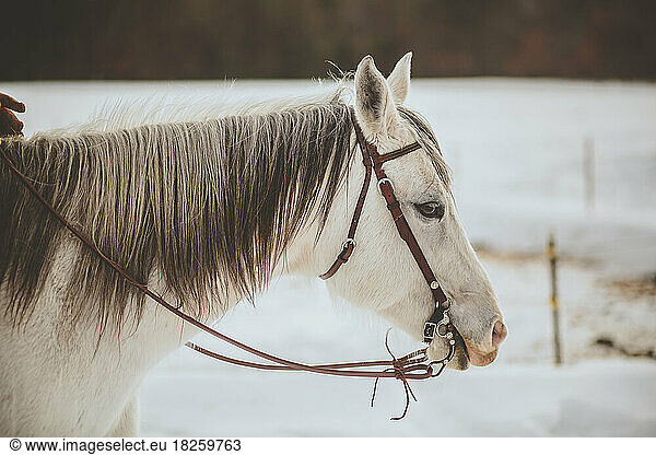 profile portrait of white horse in winter