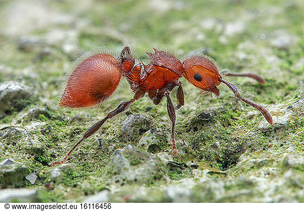 Profile shot of ant (Meranoplus castaneus)