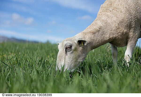 Profile shot of white sheep eating grass