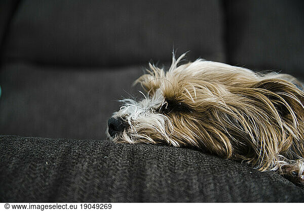 Profile view of a Yorkshire Terrier laying on the couch.
