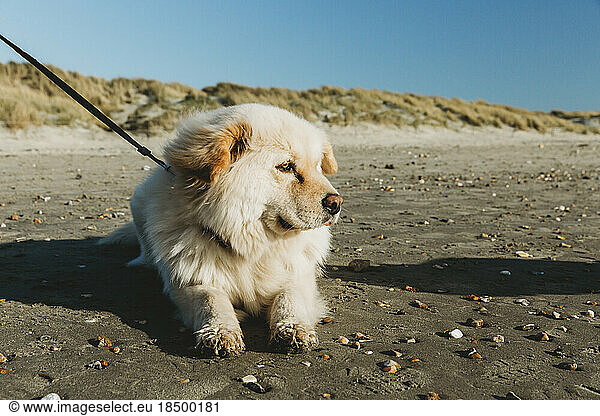 Profile view of cute dog laying on beach against sand dunes  blue sky