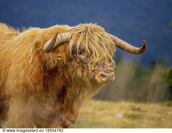 Profile view of Highland cattle on meadow at Auberge du Steinlebach  France